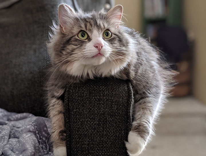 Cat veterinary