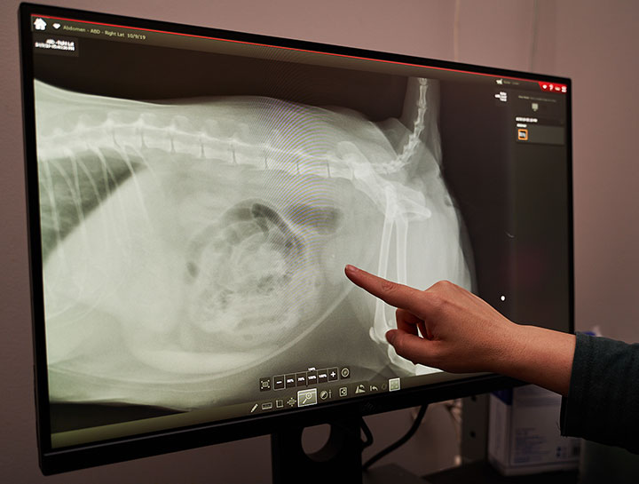 Pet Radiology